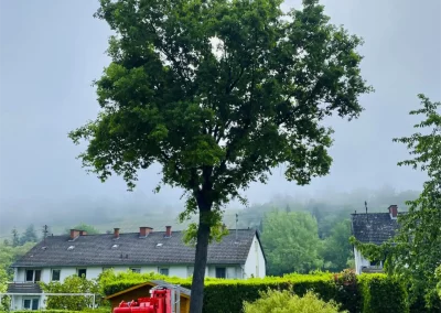 Forstbetrieb Pierre Diesler Osterspai Baumpflege-Fällung