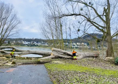 Forstbetrieb Pierre Diesler Osterspai Fällung und Rodung