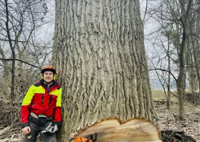 Forstbetrieb Pierre Diesler Osterspai Fällung und Rodung