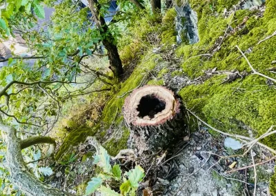 Forstbetrieb Pierre Diesler Osterspai Fällung mit Kran