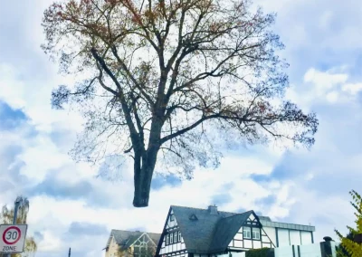 Forstbetrieb Pierre Diesler Osterspai Fällung mit Kran