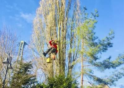Forstbetrieb Pierre Diesler Osterspai Fällung mit Kran