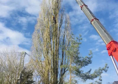Forstbetrieb Pierre Diesler Osterspai Fällung mit Kran