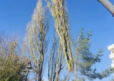 Forstbetrieb Pierre Diesler Osterspai Fällung mit Kran