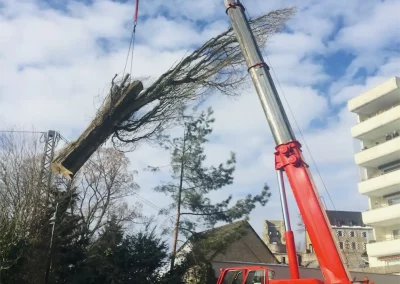 Forstbetrieb Pierre Diesler Osterspai Fällung mit Kran